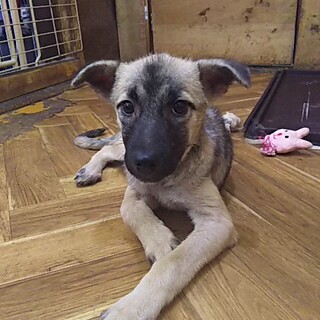 保健所救出犬！里親様緊急募集！！