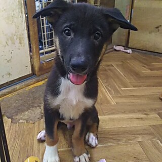 保護犬！里親様緊急募集！！