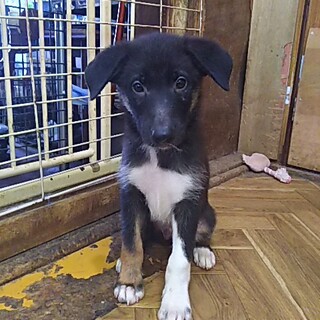 保護犬！里親様緊急募集！！