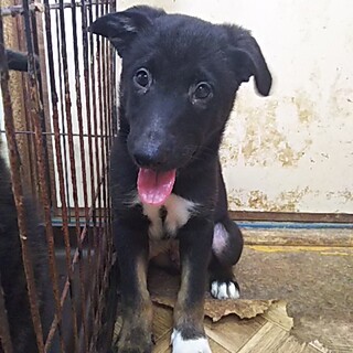 保護犬！里親様緊急募集！！