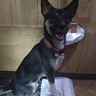 行き場の無い子です。