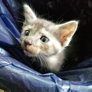 推定1ヶ月　青目の黒トラ♪