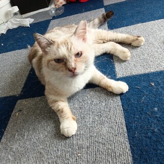 さくら猫の女の子