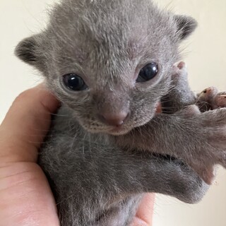 グレーの可愛い赤ちゃん猫です