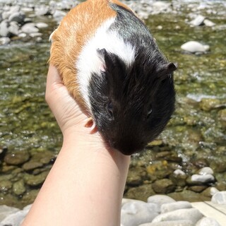 1年11ヶ月のオスの利口なモルモットです！