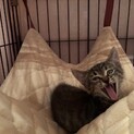 とても可愛いキジトラ子猫のコロン！