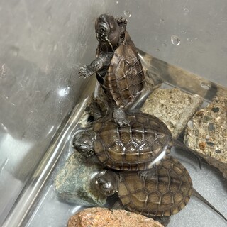 クサガメ 赤ちゃん 8月生まれ