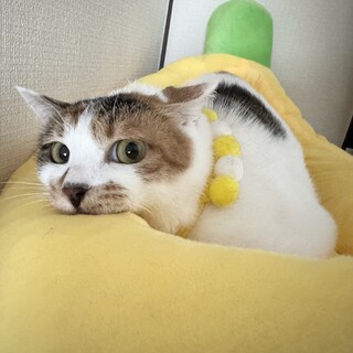 うつくし三毛猫♡ゾーイちゃん