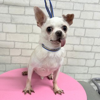 推定2018年生れ　チワワ♀ プリンちゃん♡