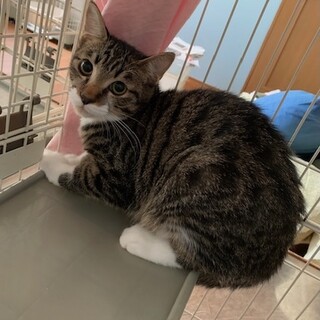 シャーは挨拶！可愛い靴下猫レインちゃん