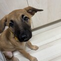 子犬のそうたくん