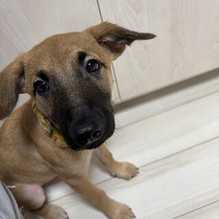 子犬のそうたくん