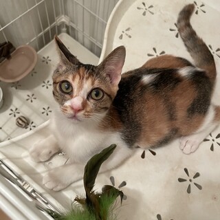 人馴れ抜群！甘えん坊で元気いっぱいの三毛ちゃん