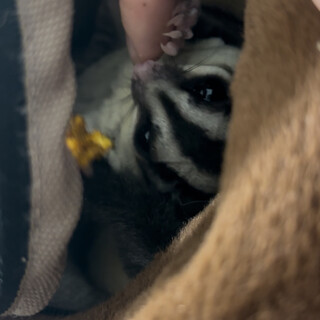 活発なフクロモモンガ女の子、脱囊半年、里親募集