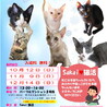  Sakai❤︎猫活❣️