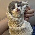 グレーと白の生後2週間の男の子です！