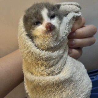 グレーと白の生後2週間の男の子です！