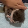 グレーと白の生後2週間の男の子です！ サムネイル2