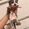 グレーと白の生後2週間の男の子です！ サムネイル3