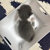 グレーと白の生後2週間の男の子です！ サムネイル4