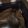 グレーと白の生後2週間の男の子です！ サムネイル5