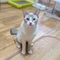 【里親様決定】短いしっぽが可愛い♡ティー