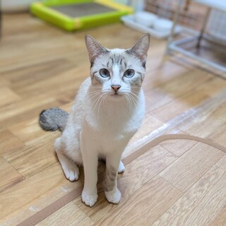 【里親様決定】短いしっぽが可愛い♡ティー