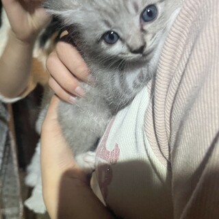白とグレーの可愛い子猫です！