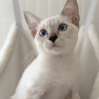 青い目が綺麗な可愛い女の子