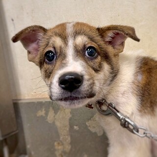 かわいい子犬　ハワイくん　2ヶ月