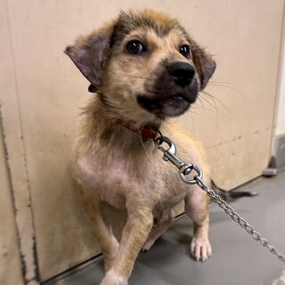 【相談中】かわいい子犬　ゲンサイくん　3ヶ月