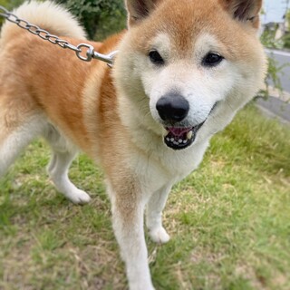 【相談中】新しい家族を探します！　柴犬　和平くん