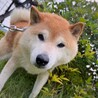 【相談中】新しい家族を探します！　柴犬　和平くん サムネイル2