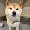 【相談中】新しい家族を探します！　柴犬　和平くん サムネイル3