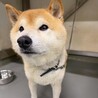 【相談中】新しい家族を探します！　柴犬　和平くん サムネイル4