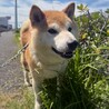 【相談中】新しい家族を探します！　柴犬　和平くん サムネイル5