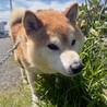 【相談中】新しい家族を探します！　柴犬　和平くん サムネイル6