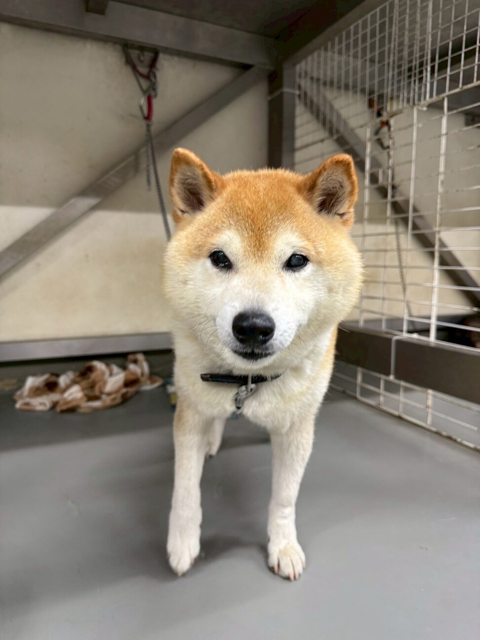 【相談中】新しい家族を探します！　柴犬　和平くん サムネイル7