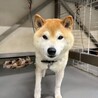 【相談中】新しい家族を探します！　柴犬　和平くん サムネイル7