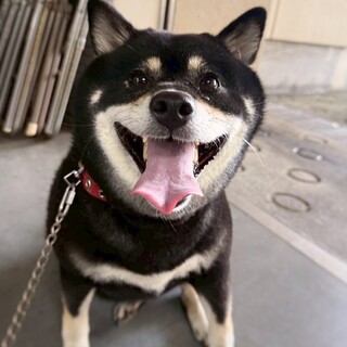 【相談中】新しい家族を探します！TARCOちゃん