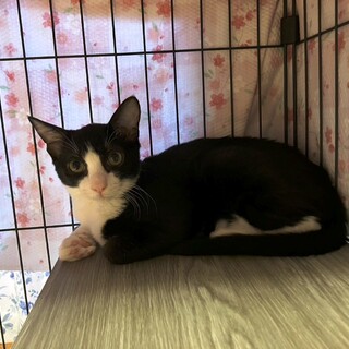 【静岡県島田市】子猫の里親募集