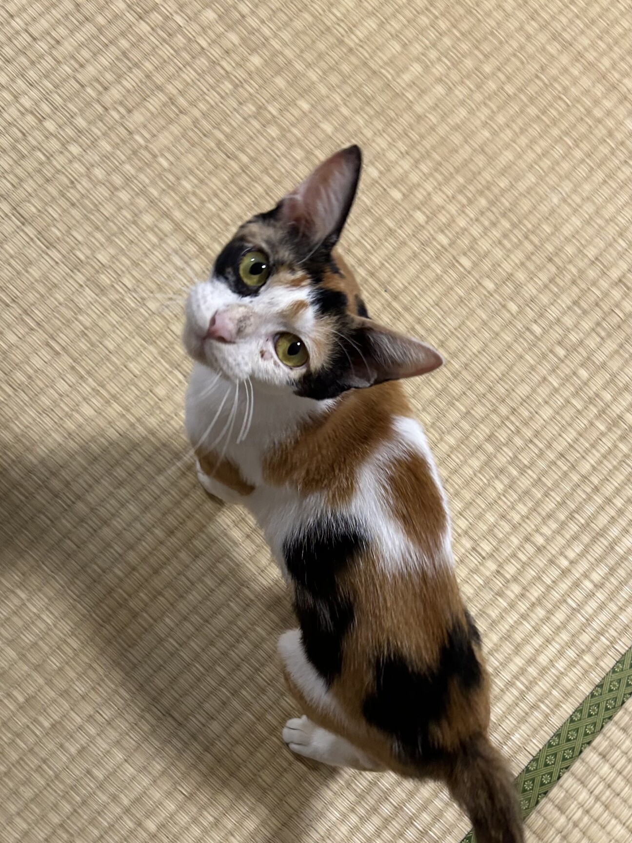 美人さん三毛猫ちゃん」三重県 - 猫の里親募集(525523) :: ペットの