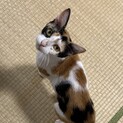 美人さん三毛猫ちゃん