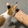 美人さん三毛猫ちゃん サムネイル2