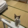 美人さん三毛猫ちゃん サムネイル3