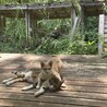 お外時代。体の小さいオスの子と仲良しでした。小さい子は今も地域猫として暮らしています。
