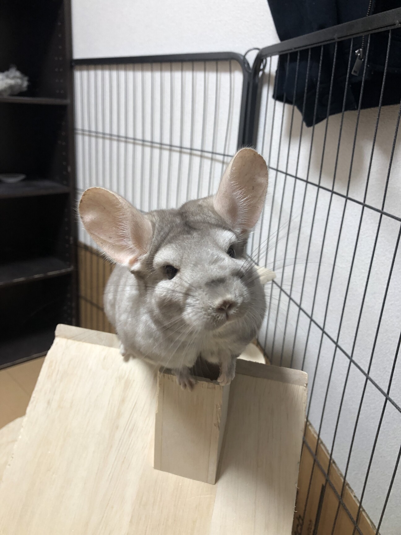 チンチラ女の子4歳です。」山口県 - 小動物の里親募集(525525