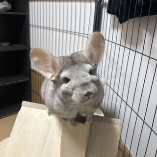 チンチラ女の子4歳です。お返事時間要します