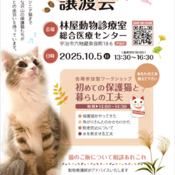 保護猫譲渡会@林屋動物診療室総合医療センター