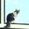 にゃんにゃん222
